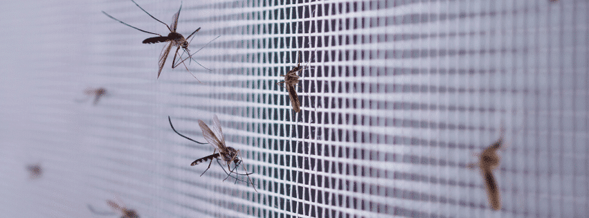 Mosquitos pousados em uma tela de proteção, simbolizando prevenção contra doenças transmitidas por esses insetos.
